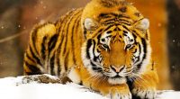Siberian Snow Tiger3099912481 200x110 - Siberian Snow Tiger - Tiger, Snow, Siberian, Manta